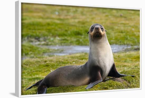 South Georgia. Salisbury Plain. Antarctic Fur Seal-Inger Hogstrom-Framed Photographic Print