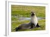 South Georgia. Salisbury Plain. Antarctic Fur Seal-Inger Hogstrom-Framed Photographic Print