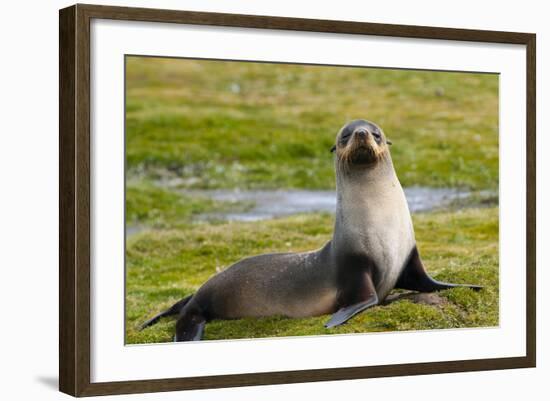 South Georgia. Salisbury Plain. Antarctic Fur Seal-Inger Hogstrom-Framed Photographic Print