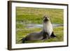 South Georgia. Salisbury Plain. Antarctic Fur Seal-Inger Hogstrom-Framed Photographic Print