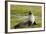 South Georgia. Salisbury Plain. Antarctic Fur Seal-Inger Hogstrom-Framed Photographic Print