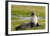 South Georgia. Salisbury Plain. Antarctic Fur Seal-Inger Hogstrom-Framed Photographic Print