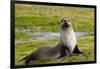 South Georgia. Salisbury Plain. Antarctic Fur Seal-Inger Hogstrom-Framed Photographic Print