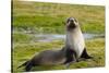 South Georgia. Salisbury Plain. Antarctic Fur Seal-Inger Hogstrom-Stretched Canvas