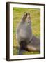 South Georgia. Salisbury Plain. Antarctic Fur Seal-Inger Hogstrom-Framed Photographic Print