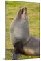 South Georgia. Salisbury Plain. Antarctic Fur Seal-Inger Hogstrom-Mounted Photographic Print