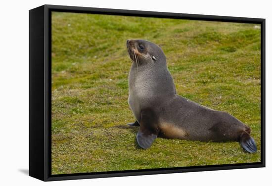 South Georgia. Salisbury Plain. Antarctic Fur Seal-Inger Hogstrom-Framed Stretched Canvas