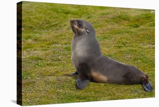 South Georgia. Salisbury Plain. Antarctic Fur Seal-Inger Hogstrom-Stretched Canvas