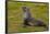 South Georgia. Salisbury Plain. Antarctic Fur Seal-Inger Hogstrom-Framed Photographic Print