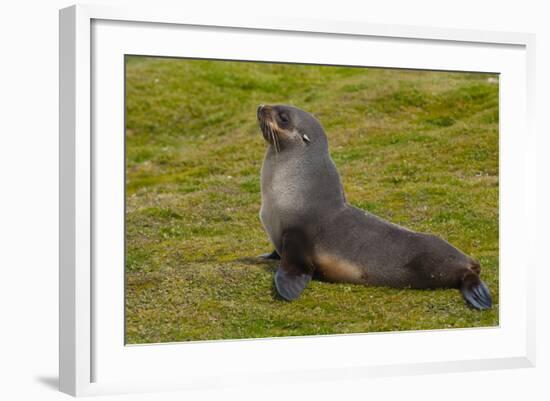 South Georgia. Salisbury Plain. Antarctic Fur Seal-Inger Hogstrom-Framed Photographic Print