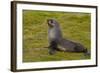 South Georgia. Salisbury Plain. Antarctic Fur Seal-Inger Hogstrom-Framed Photographic Print