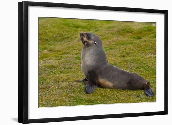 South Georgia. Salisbury Plain. Antarctic Fur Seal-Inger Hogstrom-Framed Photographic Print