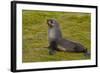 South Georgia. Salisbury Plain. Antarctic Fur Seal-Inger Hogstrom-Framed Photographic Print