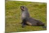 South Georgia. Salisbury Plain. Antarctic Fur Seal-Inger Hogstrom-Mounted Photographic Print