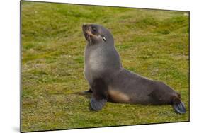 South Georgia. Salisbury Plain. Antarctic Fur Seal-Inger Hogstrom-Mounted Photographic Print