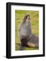 South Georgia. Salisbury Plain. Antarctic Fur Seal-Inger Hogstrom-Framed Photographic Print