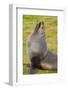 South Georgia. Salisbury Plain. Antarctic Fur Seal-Inger Hogstrom-Framed Photographic Print