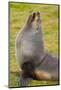 South Georgia. Salisbury Plain. Antarctic Fur Seal-Inger Hogstrom-Mounted Photographic Print