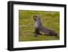 South Georgia. Salisbury Plain. Antarctic Fur Seal-Inger Hogstrom-Framed Photographic Print