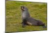 South Georgia. Salisbury Plain. Antarctic Fur Seal-Inger Hogstrom-Mounted Photographic Print