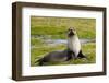 South Georgia. Salisbury Plain. Antarctic Fur Seal-Inger Hogstrom-Framed Photographic Print