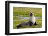 South Georgia. Salisbury Plain. Antarctic Fur Seal-Inger Hogstrom-Framed Photographic Print