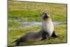 South Georgia. Salisbury Plain. Antarctic Fur Seal-Inger Hogstrom-Mounted Photographic Print