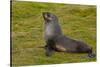 South Georgia. Salisbury Plain. Antarctic Fur Seal-Inger Hogstrom-Stretched Canvas