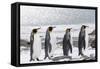 South Georgia, Salisbury Plain. Four adult king penguins line up in a row on the snowy beach.-Ellen Goff-Framed Stretched Canvas