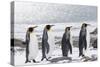 South Georgia, Salisbury Plain. Four adult king penguins line up in a row on the snowy beach.-Ellen Goff-Stretched Canvas