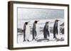 South Georgia, Salisbury Plain. Four adult king penguins line up in a row on the snowy beach.-Ellen Goff-Framed Photographic Print