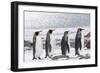 South Georgia, Salisbury Plain. Four adult king penguins line up in a row on the snowy beach.-Ellen Goff-Framed Photographic Print