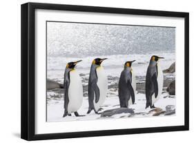 South Georgia, Salisbury Plain. Four adult king penguins line up in a row on the snowy beach.-Ellen Goff-Framed Photographic Print