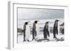 South Georgia, Salisbury Plain. Four adult king penguins line up in a row on the snowy beach.-Ellen Goff-Framed Photographic Print