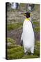 South Georgia. Salisbury Plain. King Penguin, Aptenodytes Patagonicus-Inger Hogstrom-Stretched Canvas