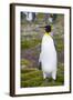 South Georgia. Salisbury Plain. King Penguin, Aptenodytes Patagonicus-Inger Hogstrom-Framed Photographic Print