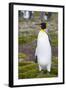 South Georgia. Salisbury Plain. King Penguin, Aptenodytes Patagonicus-Inger Hogstrom-Framed Photographic Print