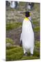 South Georgia. Salisbury Plain. King Penguin, Aptenodytes Patagonicus-Inger Hogstrom-Mounted Photographic Print