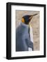 South Georgia. Salisbury Plain. King Penguin, Aptenodytes Patagonicus-Inger Hogstrom-Framed Photographic Print