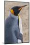 South Georgia. Salisbury Plain. King Penguin, Aptenodytes Patagonicus-Inger Hogstrom-Mounted Photographic Print