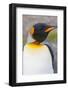 South Georgia. Salisbury Plain. King Penguin, Aptenodytes Patagonicus-Inger Hogstrom-Framed Photographic Print