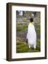 South Georgia. Salisbury Plain. King Penguin, Aptenodytes Patagonicus-Inger Hogstrom-Framed Photographic Print