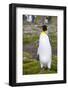 South Georgia. Salisbury Plain. King Penguin, Aptenodytes Patagonicus-Inger Hogstrom-Framed Photographic Print