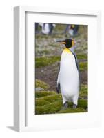 South Georgia. Salisbury Plain. King Penguin, Aptenodytes Patagonicus-Inger Hogstrom-Framed Photographic Print