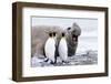 South Georgia, Salisbury Plain, king penguin, southern elephant seal-Ellen Goff-Framed Photographic Print