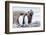 South Georgia, Salisbury Plain, king penguin, southern elephant seal-Ellen Goff-Framed Photographic Print