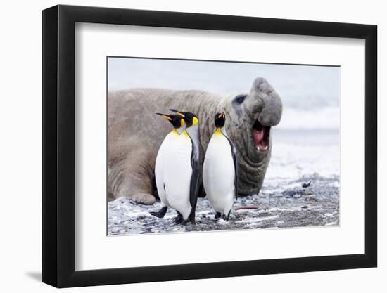 South Georgia, Salisbury Plain, king penguin, southern elephant seal-Ellen Goff-Framed Photographic Print