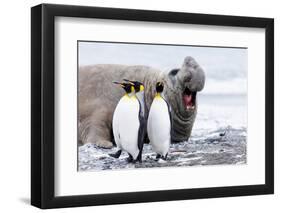 South Georgia, Salisbury Plain, king penguin, southern elephant seal-Ellen Goff-Framed Photographic Print