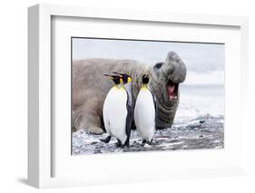 South Georgia, Salisbury Plain, king penguin, southern elephant seal-Ellen Goff-Framed Photographic Print
