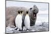 South Georgia, Salisbury Plain, king penguin, southern elephant seal-Ellen Goff-Mounted Photographic Print